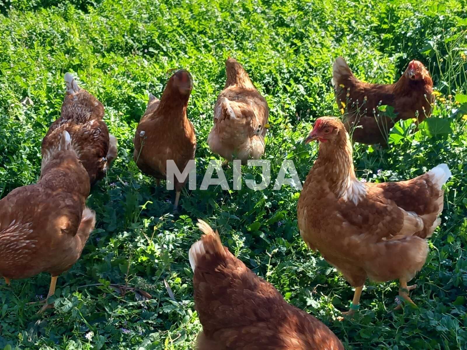 Willa 5 pokojów 650 m² Estepona, Hiszpania