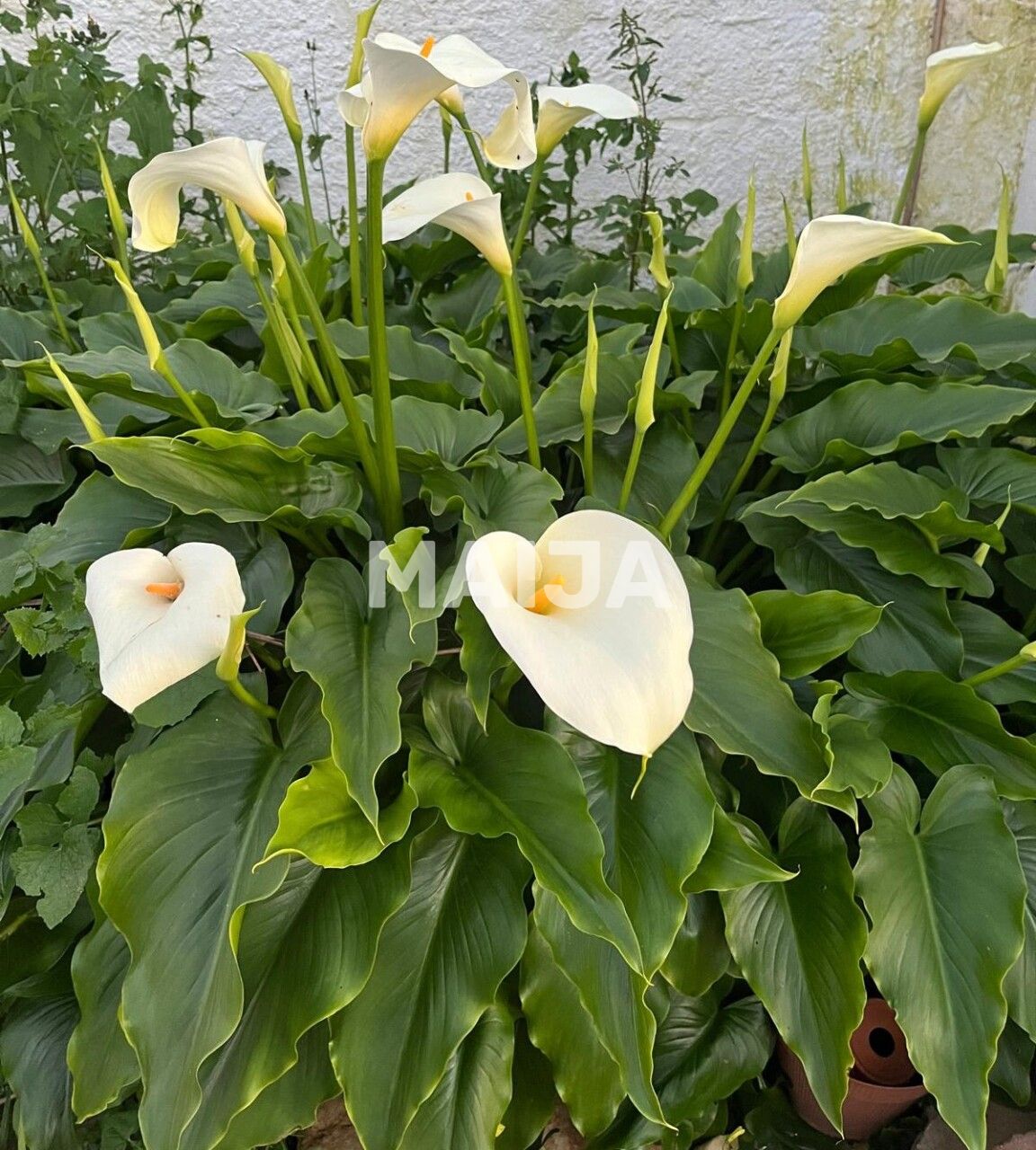 Дом 4 комнаты 74 м² Martim Longo, Португалия